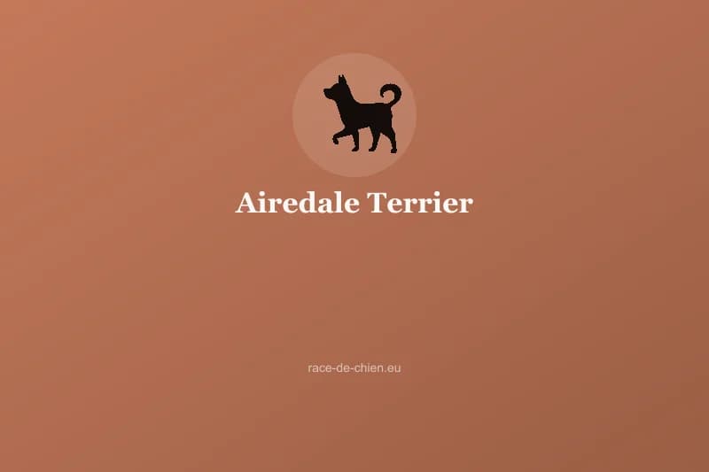 Airedale Terrier — illustration