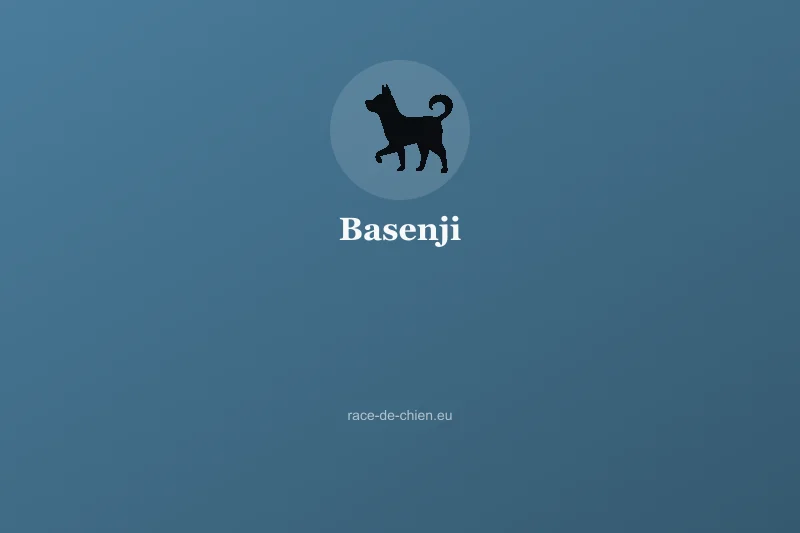 Basenji — illustration