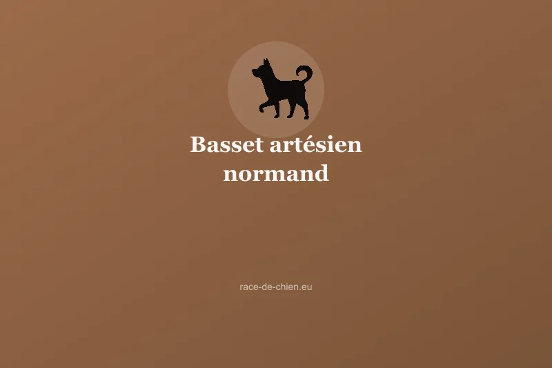 Basset artésien normand — illustration