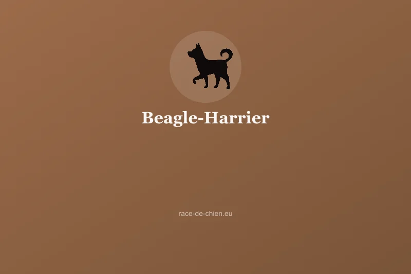 Beagle-Harrier — illustration