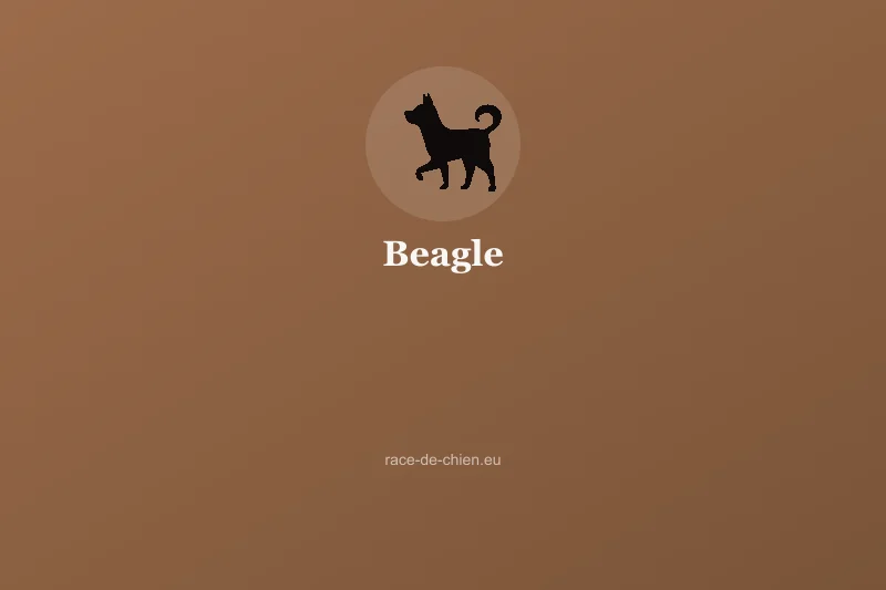 Beagle — illustration