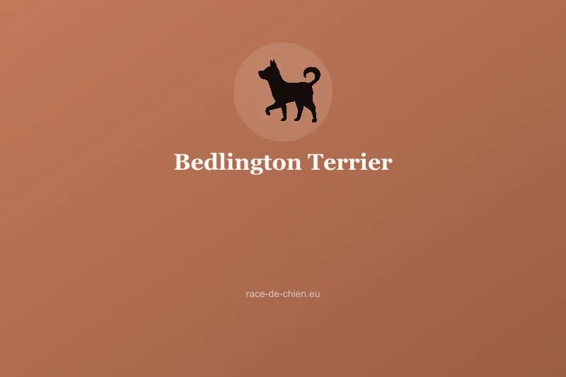 Bedlington Terrier — illustration