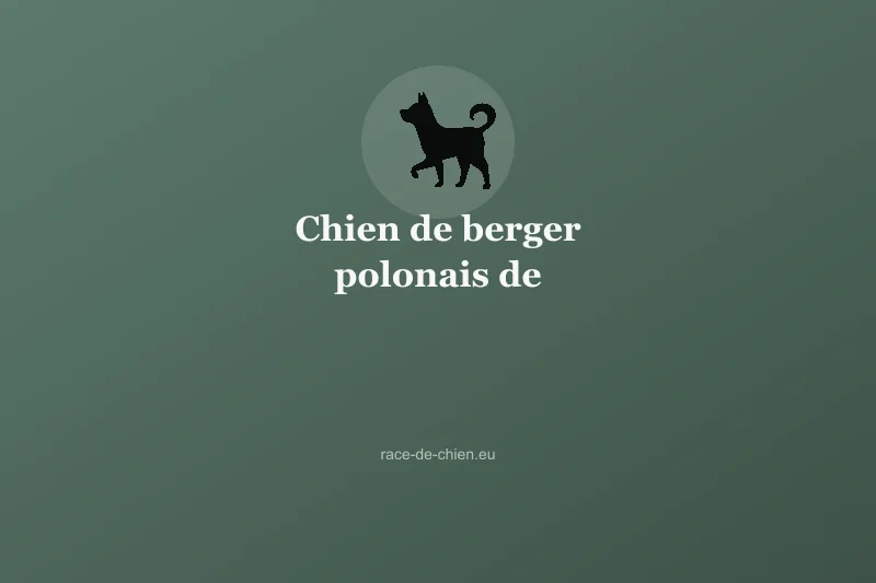 Chien de berger polonais de Podhale — illustration