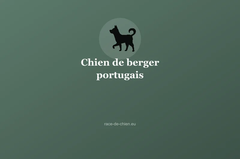 Chien de berger portugais — illustration