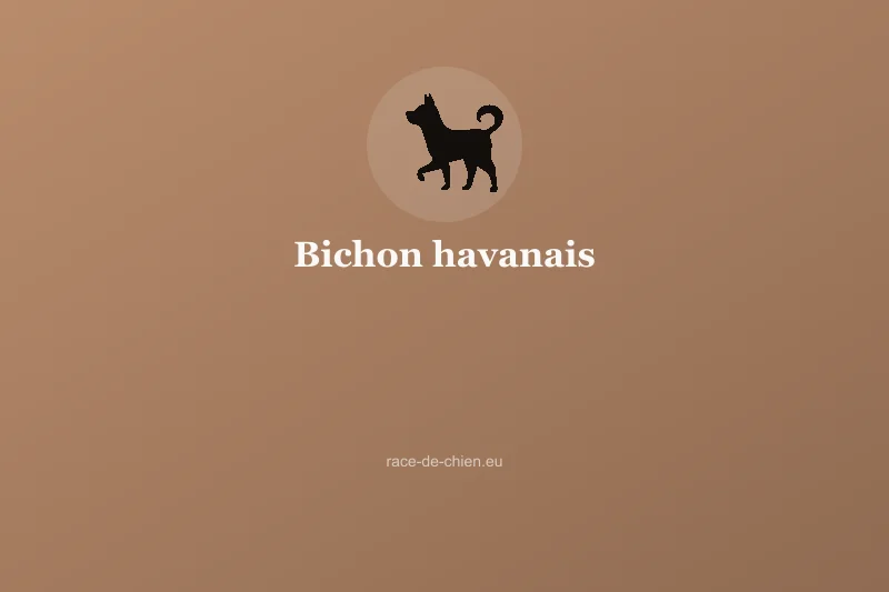 Bichon havanais — illustration