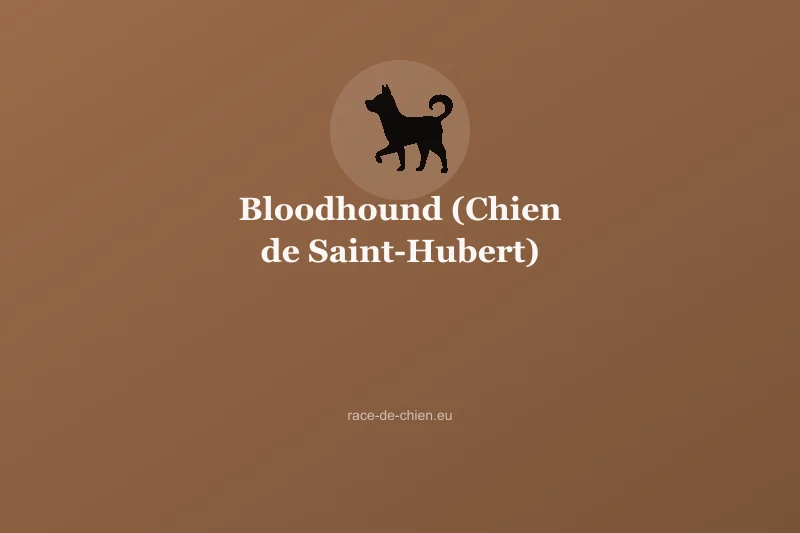 Bloodhound (Chien de Saint-Hubert) — illustration