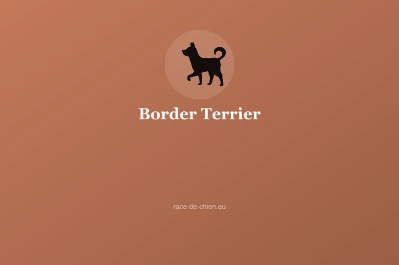 Border Terrier — illustration