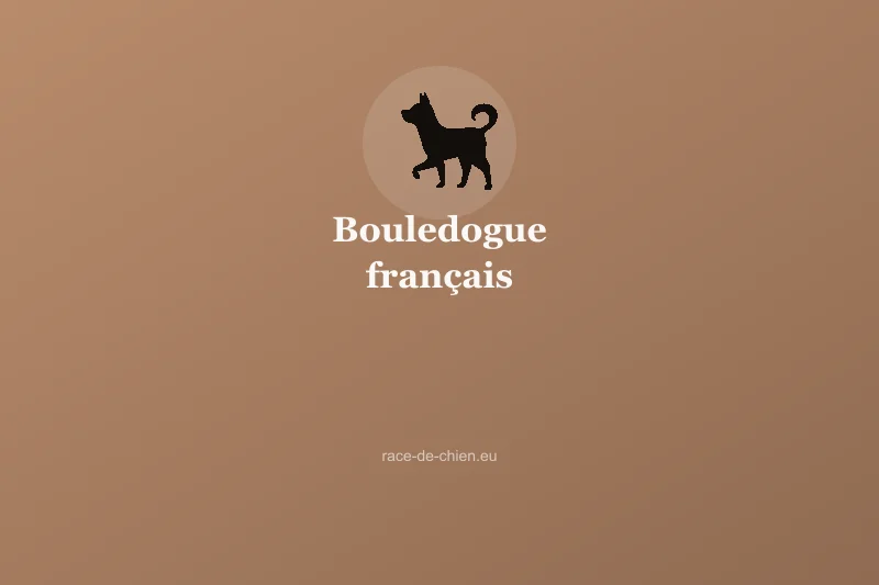 Bouledogue français — illustration