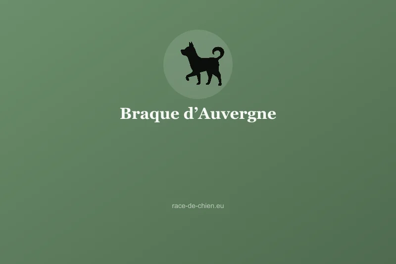 Braque d’Auvergne — illustration