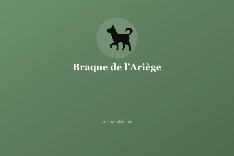 Braque de l’Ariège — illustration