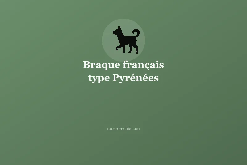 Braque français type Pyrénées — illustration