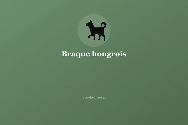 Braque hongrois — illustration