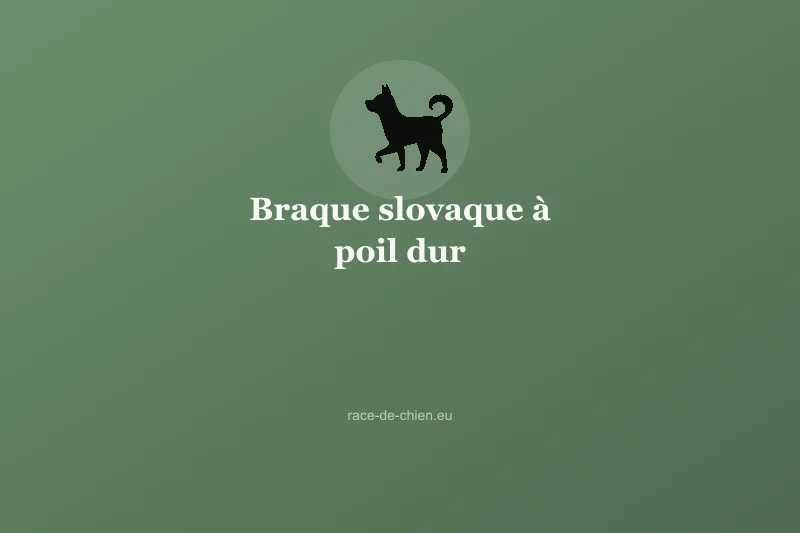 Braque slovaque à poil dur — illustration
