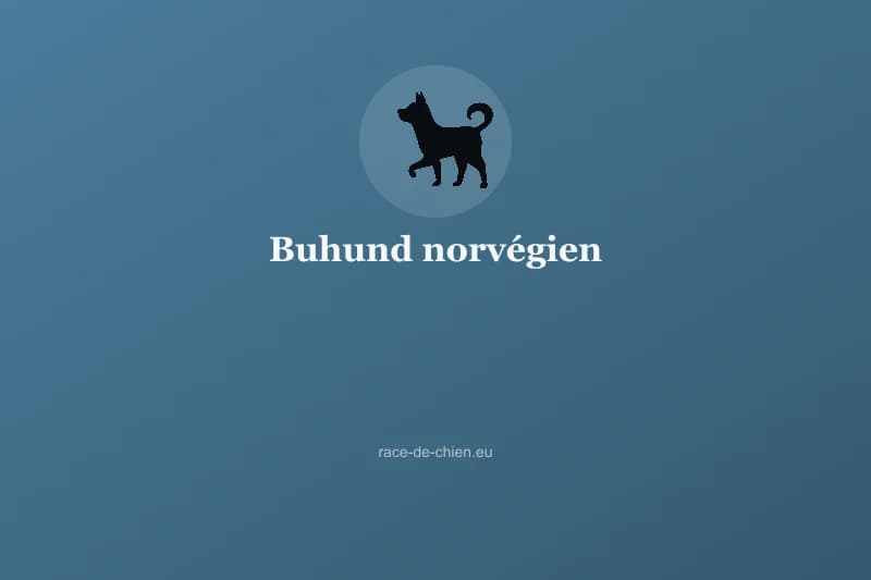 Buhund norvégien — illustration