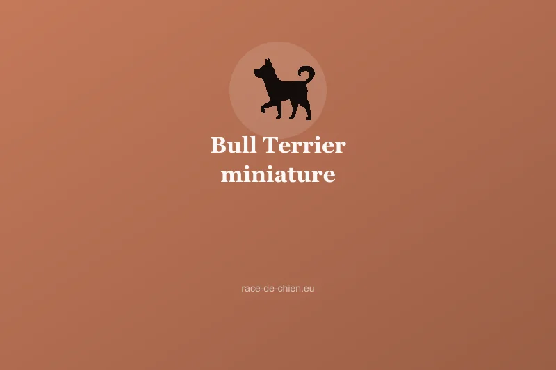 Bull Terrier miniature — illustration