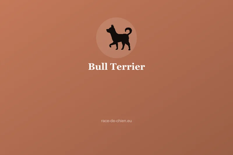 Bull Terrier — illustration