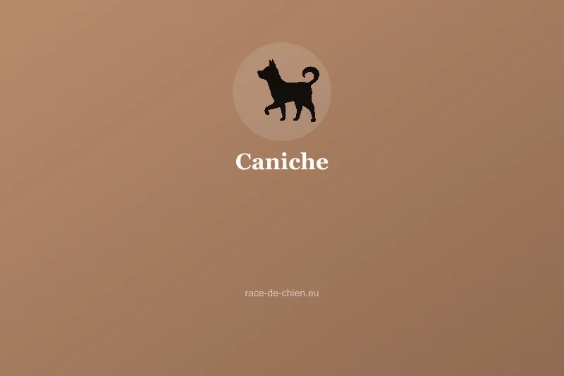Caniche — illustration