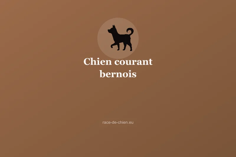 Chien courant bernois — illustration