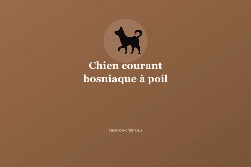Chien courant bosniaque à poil dur — illustration