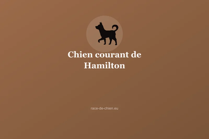 Chien courant de Hamilton (Hamiltonstövare) — illustration