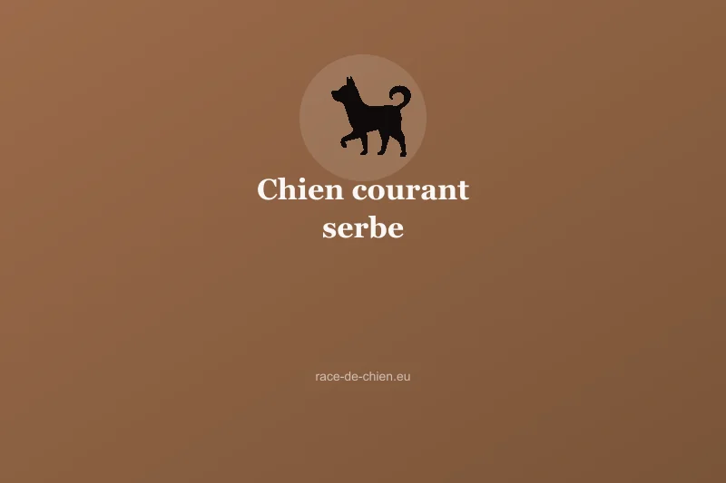 Chien courant serbe — illustration