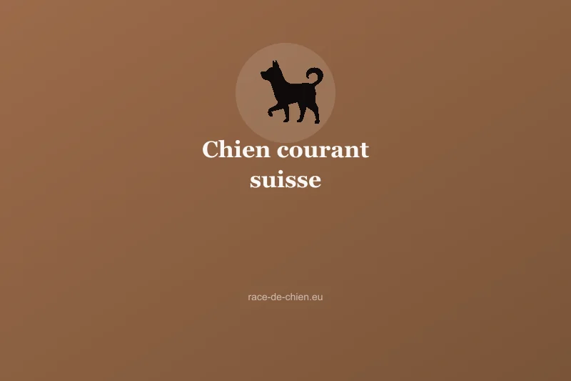 Chien courant suisse — illustration
