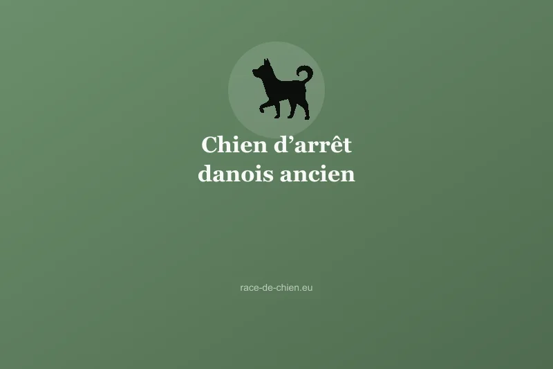 Chien d’arrêt danois ancien — illustration