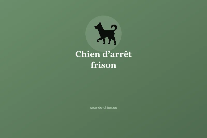 Chien d’arrêt frison — illustration