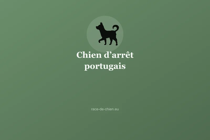 Chien d’arrêt portugais — illustration