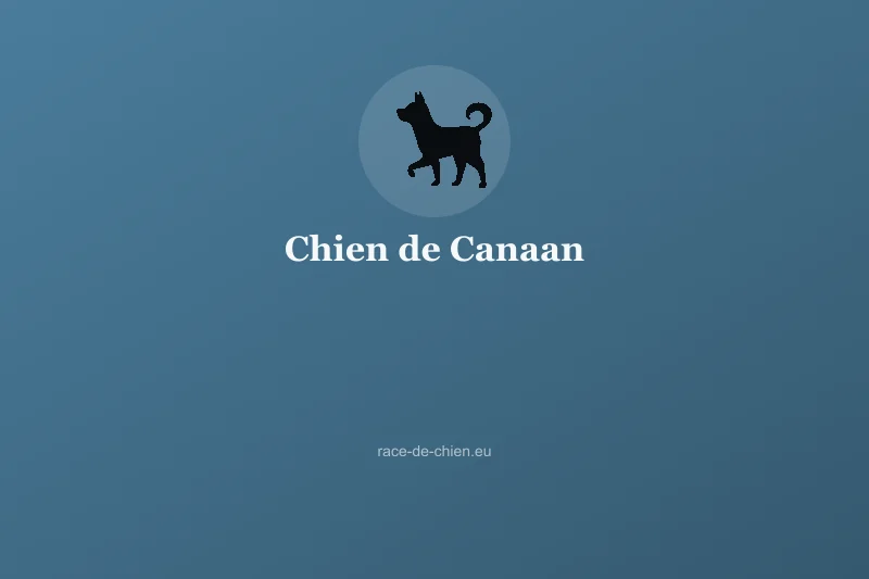 Chien de Canaan — illustration