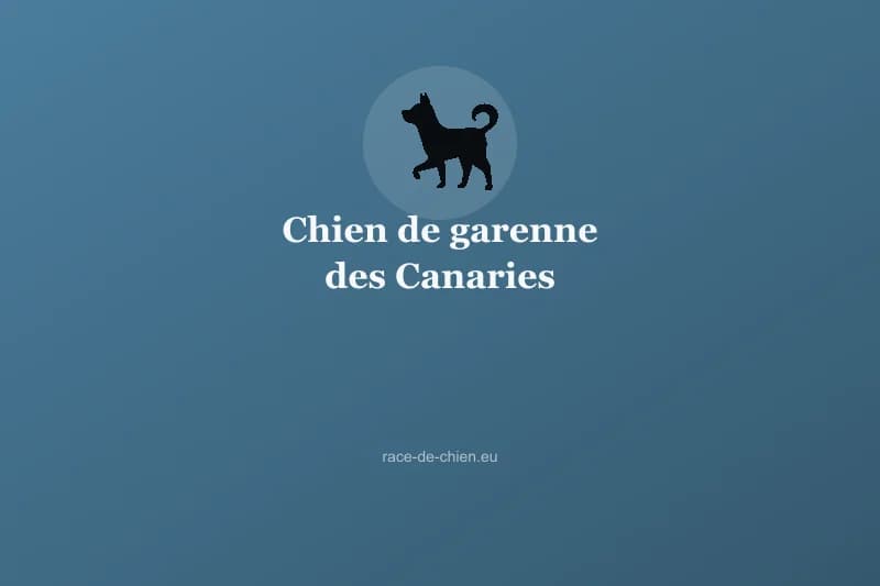 Chien de garenne des Canaries (Podenco canario) — illustration