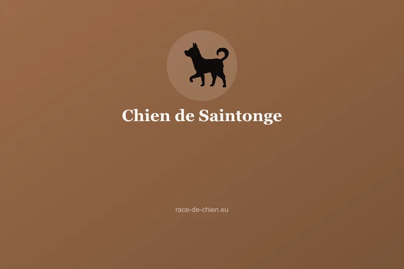 Chien de Saintonge — illustration