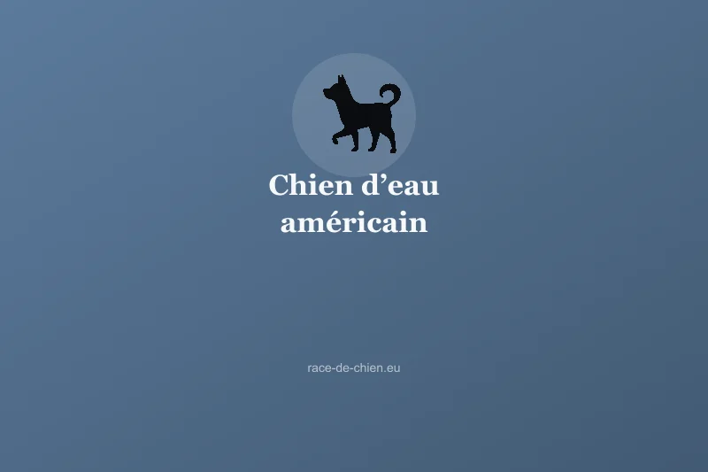 Chien d’eau américain — illustration