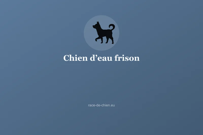 Chien d’eau frison — illustration