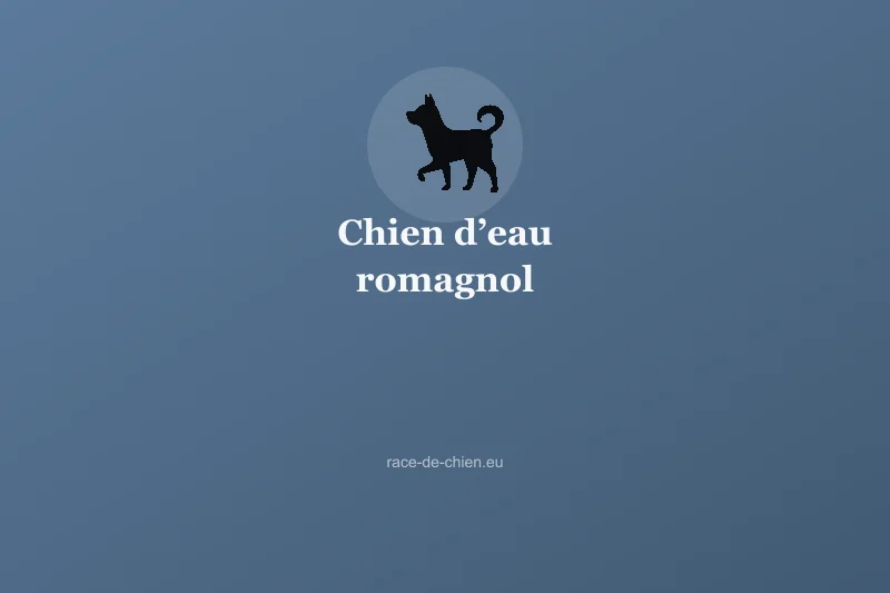 Chien d’eau romagnol — illustration