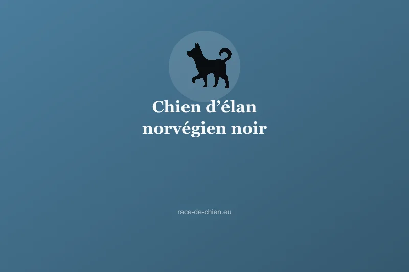 Chien d’élan norvégien noir — illustration