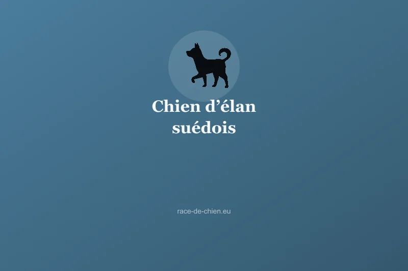 Chien d’élan suédois — illustration