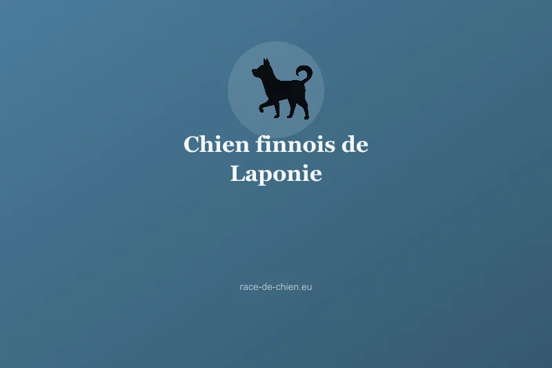 Chien finnois de Laponie — illustration