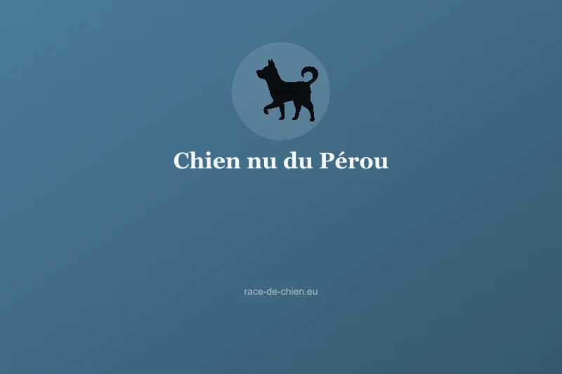 Chien nu du Pérou — illustration