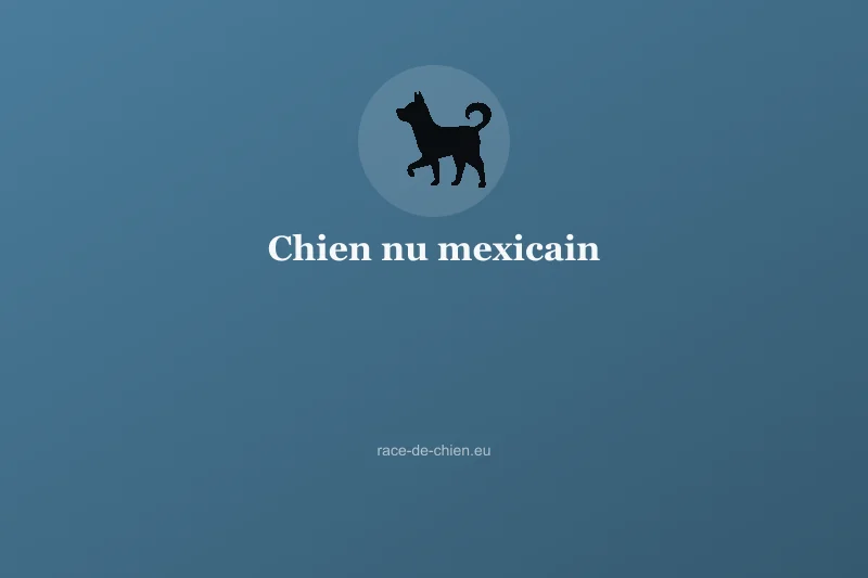 Chien nu mexicain — illustration