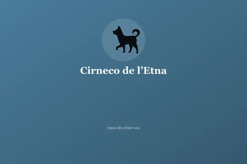 Cirneco de l’Etna — illustration