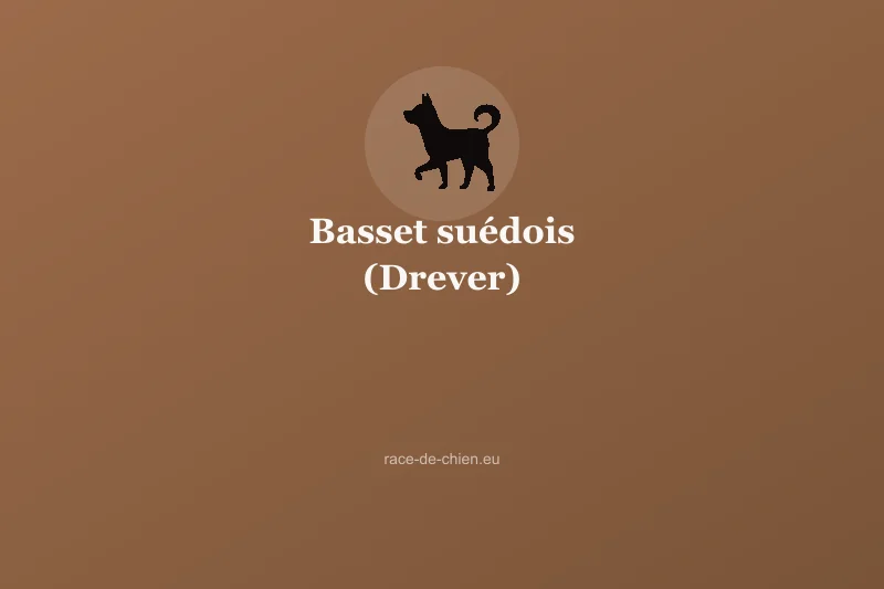 Basset suédois (Drever) — illustration