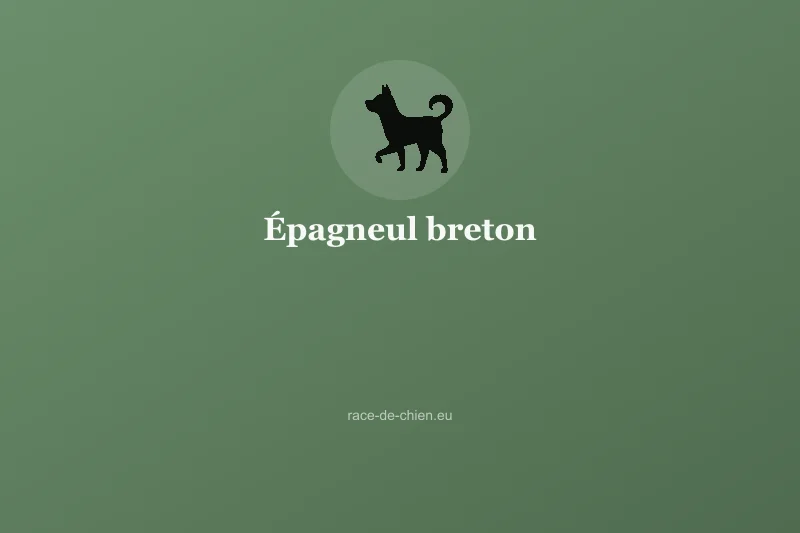 Épagneul breton — illustration