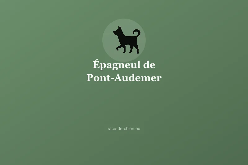 Épagneul de Pont-Audemer — illustration