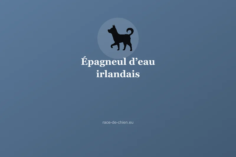 Épagneul d’eau irlandais — illustration