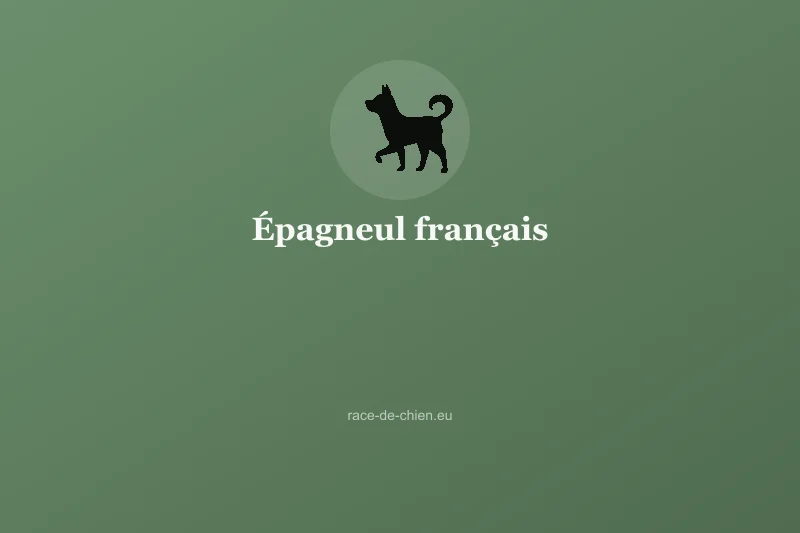 Épagneul français — illustration