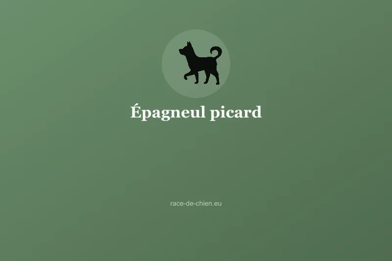 Épagneul picard — illustration