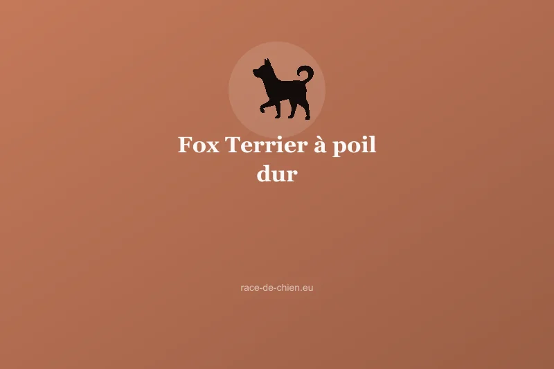Fox Terrier à poil dur — illustration