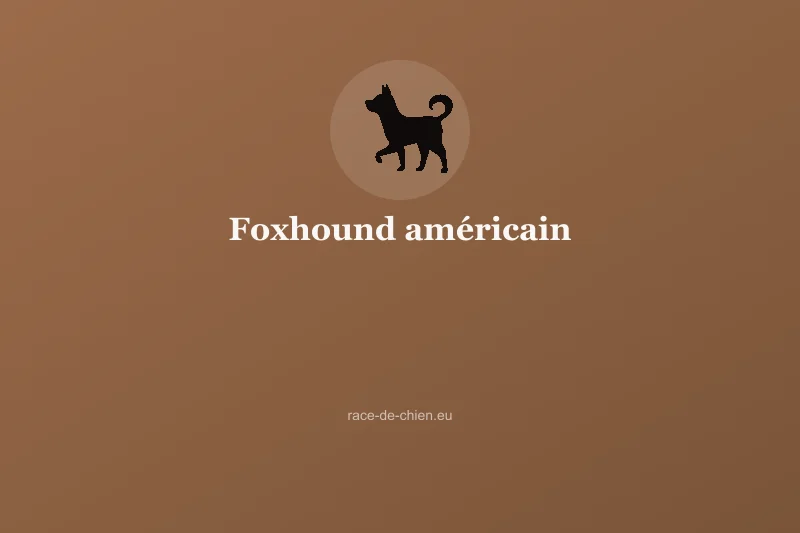 Foxhound américain — illustration