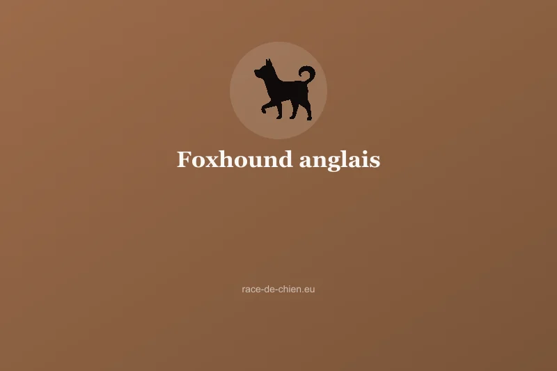 Foxhound anglais — illustration